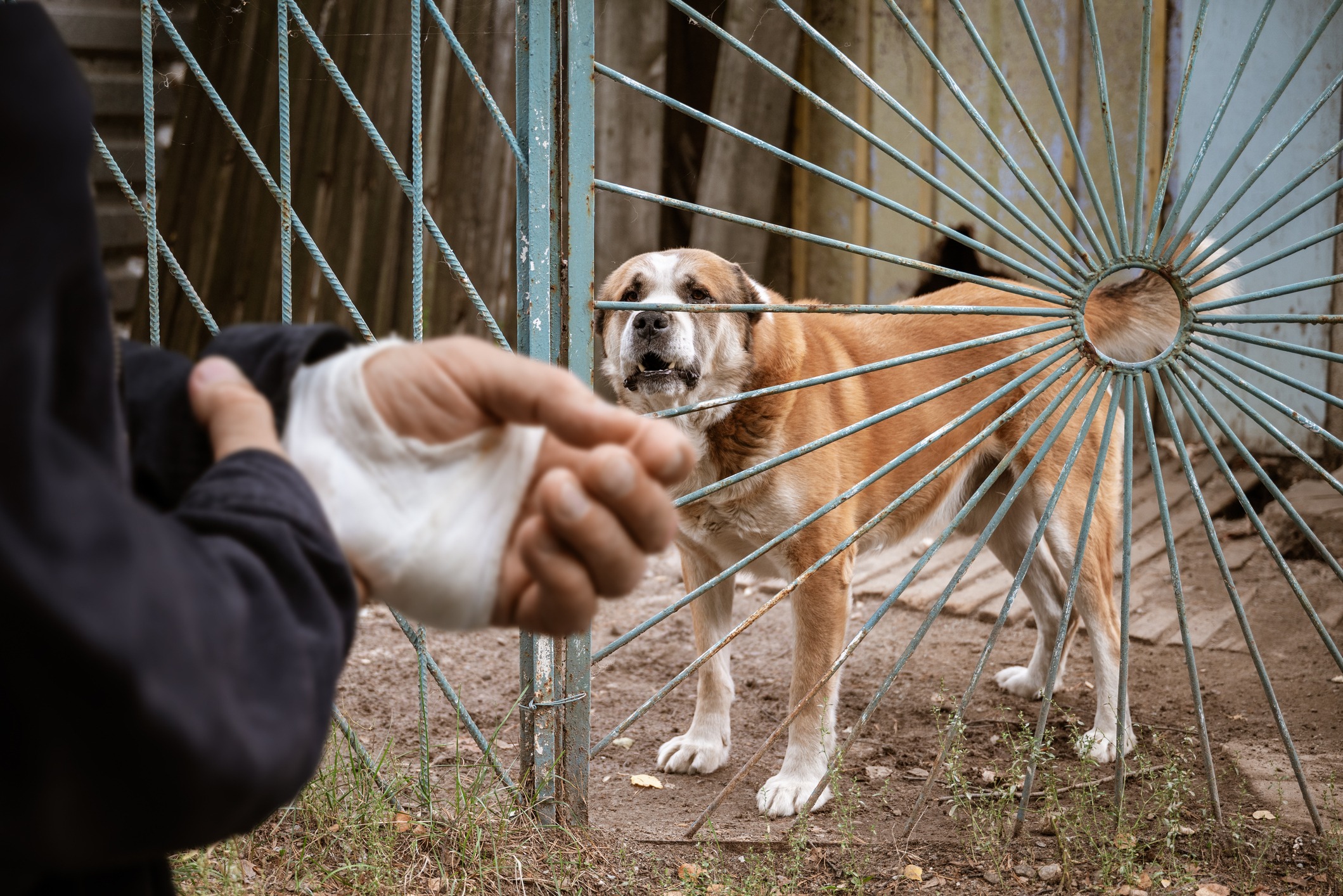 Dog bite injuries lawyer in Fort Lauderdale